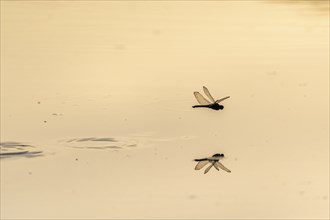 A dragon fly lays its eggs while hovering over the water of a moor. Bas Rhin, Alsace, France,