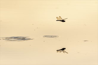 A dragon fly lays its eggs while hovering over the water of a moor. Bas Rhin, Alsace, France,