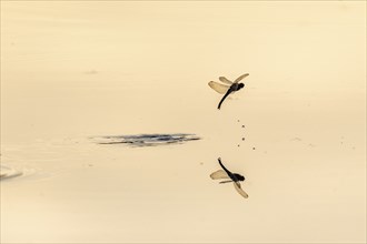 A dragon fly lays its eggs while hovering over the water of a moor. Bas Rhin, Alsace, France,