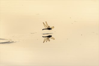 A dragon fly lays its eggs while hovering over the water of a moor. Bas Rhin, Alsace, France,