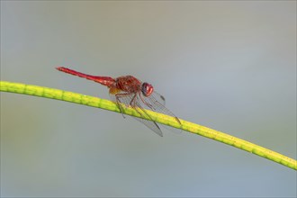 Male scarlet crocothemis (Crocothemis erythraea) perched on a rush stem. Bas Rhin, Alsace, France,