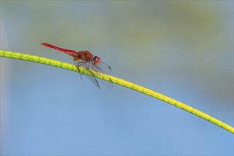 Male scarlet crocothemis (Crocothemis erythraea) perched on a rush stem. Bas Rhin, Alsace, France,