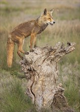 Red fox (Vulpes vulpes), hunting, looking for prey, foraging, climbing on tree trunk, winter coat,