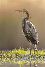 Purple heron (Ardea purpurea) in splendid plumage with decorative feathers, fishing, hunting, on