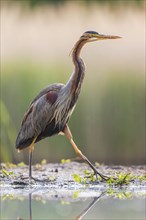 Purple heron (Ardea purpurea) in splendid plumage with decorative feathers, fishing, hunting, on