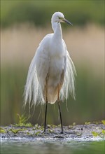 Great egret (Ardea alba) in splendid plumage with decorative feathers, fishing, hunting, on the