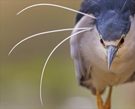 Black crowned night heron (Nycticorax nycticorax) portrait, in splendid plumage with decorative