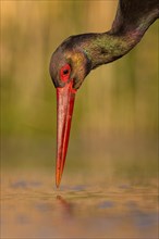 Black stork (Ciconia nigra) fishing, hunting, on the lookout, looking for food, with white fish as