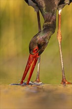 Black stork (Ciconia nigra) fishing, hunting, on the lookout, looking for food, with white fish as