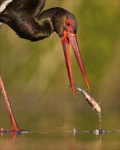 Black stork (Ciconia nigra) fishing, hunting, on the lookout, looking for food, with white fish as