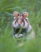 European hamster (Cricetus cricetus) European hamster, foraging in tall grass, rodent, critically