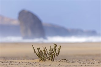 Sandy beach beach by the sea, swell pure nature, nature park with mountain range of the Jandia