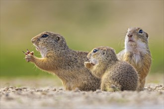 European ground squirrel (Spermophilus citellus) curious and interested, group looking for food,