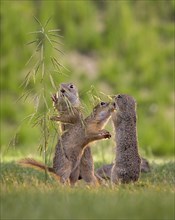 European ground squirrel (Spermophilus citellus) curious and interested, group looking for food,