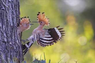 Hoopoe (Upupa epops) Bird of the Year 2022, male feeds young bird at the breeding den, erected