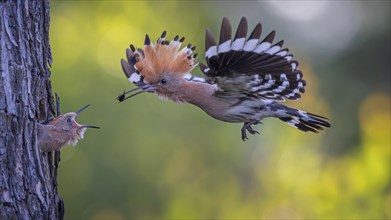 Hoopoe (Upupa epops) Bird of the Year 2022, male feeding young bird at the breeding den,