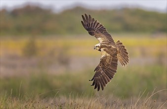 Western marsh-harrier (Circus aeruginosus) medium-sized bird of prey, female hunting over flowering