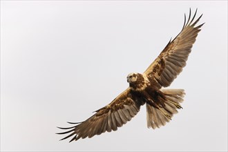 Western marsh-harrier (Circus aeruginosus) medium-sized bird of prey, female, hunting, foraging,