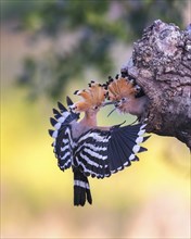 Hoopoe (Upupa epops) Bird of the Year 2022, male feeding young bird at the breeding den,