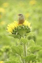 Ortolan bunting (Emberiza hortulana) Long-distance migrant, colourful and warmth-loving bird,