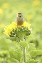 Ortolan bunting (Emberiza hortulana) Long-distance migrant, colourful and warmth-loving bird,