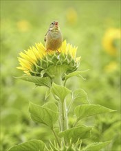 Ortolan bunting (Emberiza hortulana) Long-distance migrant, colourful and warmth-loving bird,