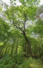 Trees in the Colbitz Linden Forest in the Colbitz-Letzlinger Heide, Colbitz, Saxony-Anhalt,