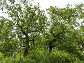 Trees in the Colbitz Linden Forest in the Colbitz-Letzlinger Heide, Colbitz, Saxony-Anhalt,