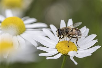 Drone fly (Eristalis interrupta), Emsland, Lower Saxony, Germany, Europe