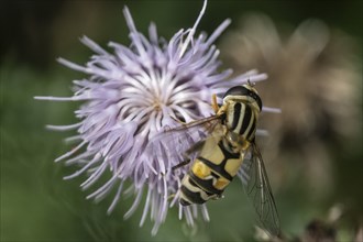 Large marsh hoverfly (Helophilus trivittatua), Emsland, Lower Saxony, Germany, Europe