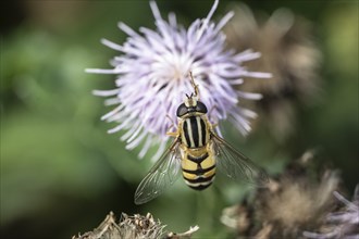 Large marsh hoverfly (Helophilus trivittatua), Emsland, Lower Saxony, Germany, Europe