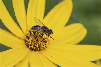 Drone fly (Eristalis interrupta), Emsland, Lower Saxony, Germany, Europe