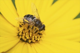 Drone fly (Eristalis interrupta), Emsland, Lower Saxony, Germany, Europe