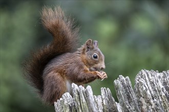 Eurasian red squirrel (Sciurus vulgaris), Emsland, Lower Saxony, Germany, Europe