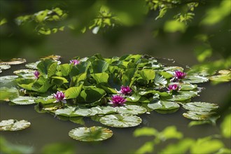 Water lilies (Nymphaea) in a rainwater retention basin in the vineyards that was created as a