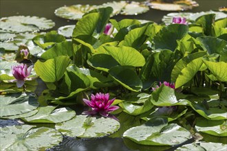 Water lilies (Nymphaea) in a rainwater retention basin in the vineyards that was created as a