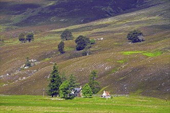 Single houses and trees on a hilly meadow, heath, Highlands, Braemar, Ballater, Scotland, Great