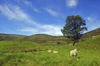 Sheep grazing on a green meadow under a blue sky, Highlands, Braemar, Ballater, Scotland, Great