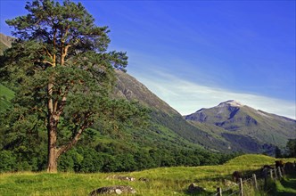 Large tree in a mountainous landscape under a bright blue sky, Highlands, Glen Nevis, Fort William,