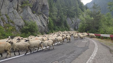 Flock of sheep travelling on the road to the grazing grounds, Transylvania, Romania, Europe