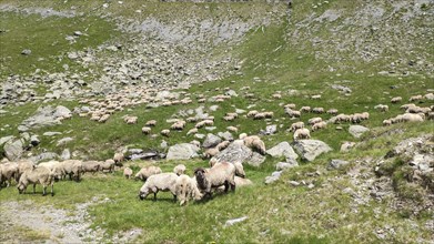 Flock of sheep, Transylvania, Romania, Europe