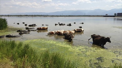 Cows and water buffaloes cooling off in the Voila reservoir, Transylvania, Romania, Europe