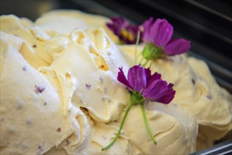 Creamy vanilla ice cream in a shop fridge, perfect for summer. White, pink, purple, yellow