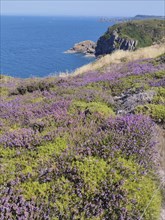 A scenic coastal view with purple heather, green foliage, and rugged cliffs overlooking a blue