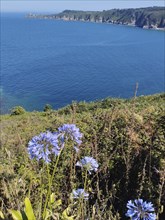 A scenic coastline with blue ocean waters, cliffs in the background, and purple flowers in the