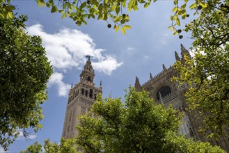 La Giralda, Seville Cathedral, Catedral de Santa Maria de la Sede, Seville, Andalusia, Spain,