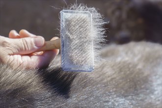 Close up of a woman's hand holding a brush full of dog hairs