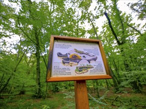 Information board on amphibians and reptiles in front of trees in the Colbitz lime forest in the