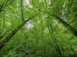 Trees in the Colbitz Linden Forest in the Colbitz-Letzlinger Heide, Colbitz, Saxony-Anhalt,