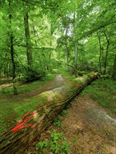 Red arrows on a lying tree trunk as a signpost for hikers in the Colbitz Linden Forest in the